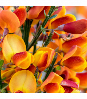 Cytisus ‘Killiney Red’ 1L