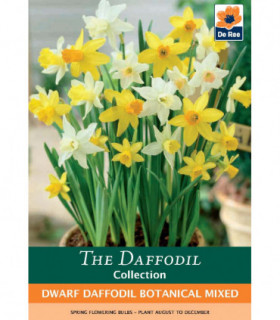 Dwarf Daffodil Botanical Mixed Bulbs (10 Bulbs)