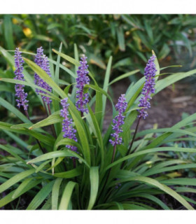 Lirope muscari 'MoneyMaker' 1L
