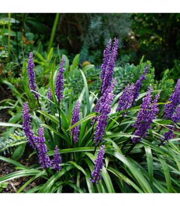 Lirope muscari 'MoneyMaker' 1L