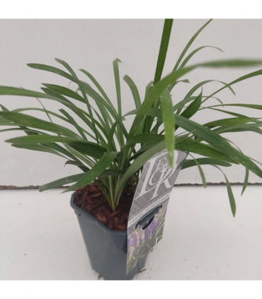 Lirope muscari 'MoneyMaker' 1L