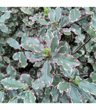 Pittosporum tenuifolium 'Elizabeth' 2L (70-80cm)