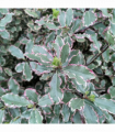 Pittosporum tenuifolium 'Elizabeth' 2L (70-80cm)