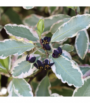 Pittosporum tenuifolium 'Elizabeth' 2L (70-80cm)