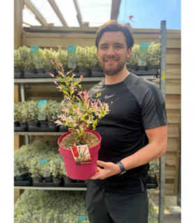 Salix integra 'Flamingo' Shrub 1L / 2L