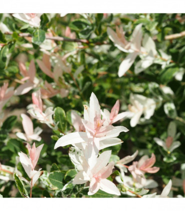 Salix integra 'Flamingo' Shrub 1L / 2L