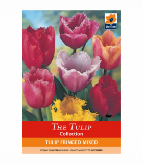 Tulip Fringed Mixture (6 Bulbs)