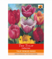 Tulip Fringed Mixture (6 Bulbs)