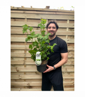 Viburnum opulus 'Roseum' (Snowball) 9cm / 2L / 5L