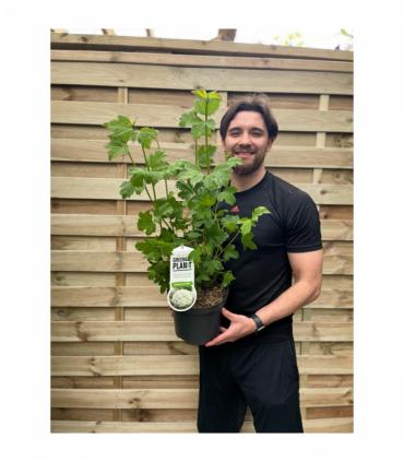 Viburnum opulus 'Roseum' (Snowball) 9cm / 2L / 5L