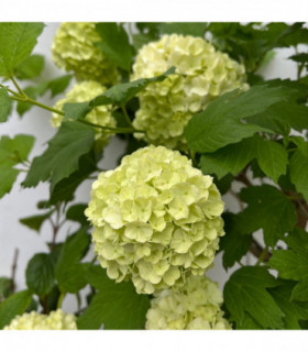 Viburnum opulus 'Roseum' (Snowball) 9cm / 2L / 5L