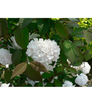 Viburnum opulus 'Roseum' (Snowball) 9cm / 2L / 5L