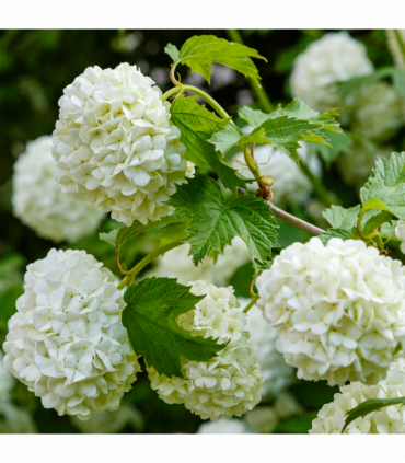 Viburnum opulus 'Roseum' (Snowball) 9cm / 2L / 5L