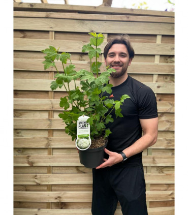 Viburnum opulus 'Roseum' (Snowball) 9cm / 2L / 5L