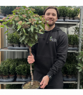 Viburnum tinus Patio Tree 100cm