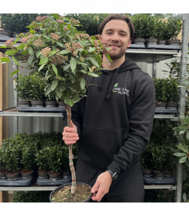 Viburnum tinus Patio Tree 100cm