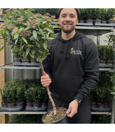 Viburnum tinus Patio Tree 100cm