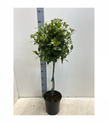 Viburnum tinus Patio Tree 100cm