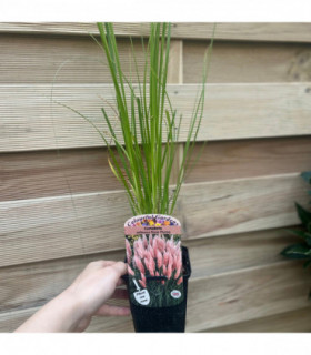 Cortaderia selloana Pink Pampas Grass 9cm/1L/2L/4L