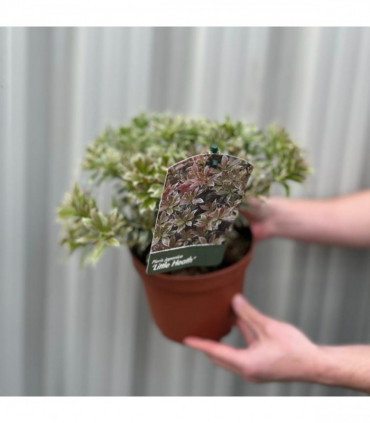 Pieris japonica Little Heath