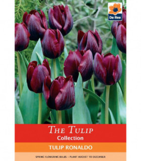 Tulip 'Ronaldo' (5 Bulbs)
