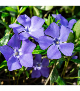 Vinca minor (periwinkle) 6 x 9cm pots