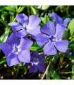 Vinca minor (periwinkle) 6 x 9cm pots