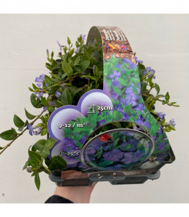 Vinca minor (periwinkle) 6 x 9cm pots