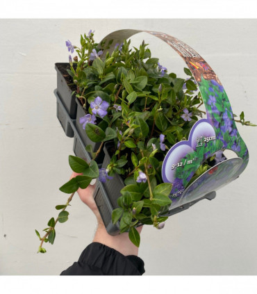 Vinca minor (periwinkle) 6 x 9cm pots