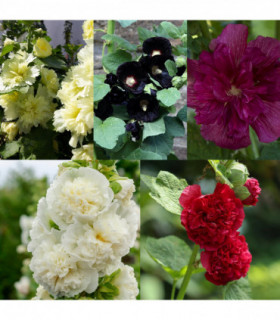 SPECIAL OFFER: Hollyhock (Alcea) - Mix of 5 Plants