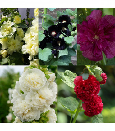 SPECIAL OFFER: Hollyhock (Alcea) - Mix of 5 Plants