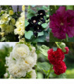 SPECIAL OFFER: Hollyhock (Alcea) - Mix of 5 Plants