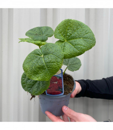 SPECIAL OFFER: Hollyhock (Alcea) - Mix of 5 Plants