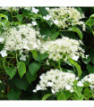 Climbing Hydrangea - Hydrangea petiolaris