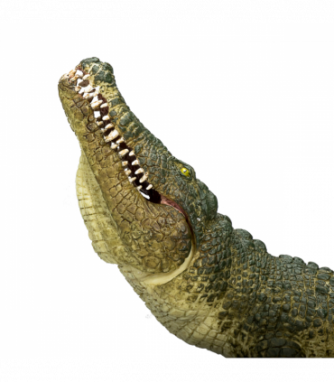 Crocodile with Articulated Jaw  Realistic Reptile Model
