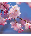 Ornamental Flowering Cherry Blossom Tree Dwarf - Incisa 'Cunera' 100-120cm