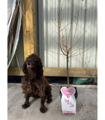 Ornamental Flowering Cherry Blossom Tree Dwarf - Incisa 'Cunera' 100-120cm