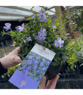 Vinca minor ‘marie’ 9cm / 2L