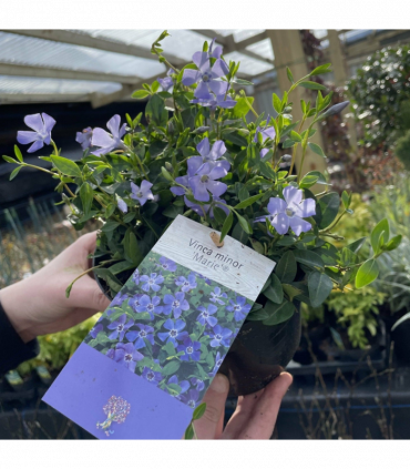 Vinca minor ‘marie’ 9cm / 2L