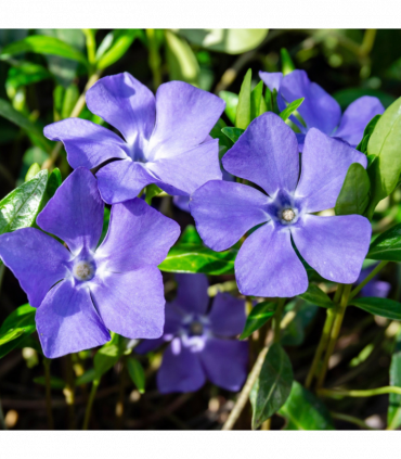 Vinca minor ‘marie’ 9cm / 2L