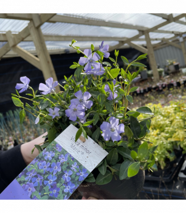 Vinca minor ‘marie’ 9cm / 2L
