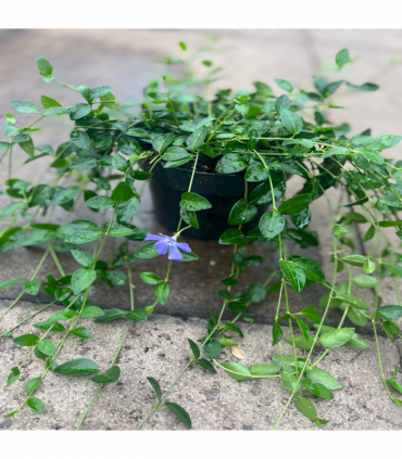Vinca minor ‘marie’ 9cm / 2L