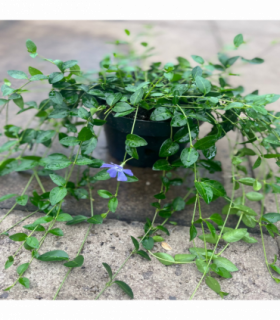 Vinca minor ‘marie’ 9cm / 2L