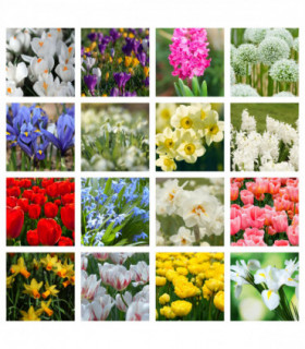 10 x Packets of Spring Flowering Bulbs