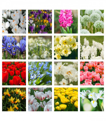 10 x Packets of Spring Flowering Bulbs