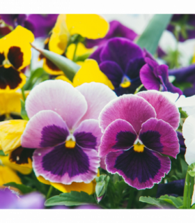 20 Pack Pansy Tray