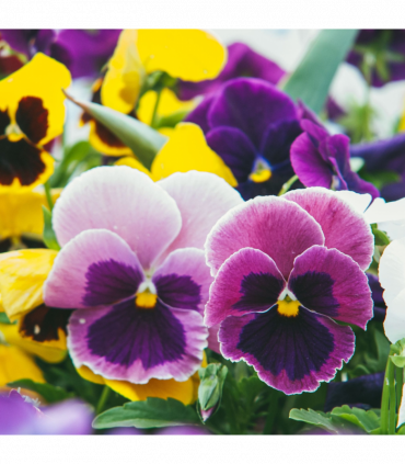 20 Pack Pansy Tray