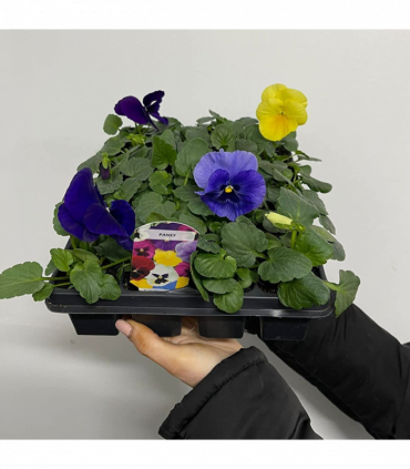 20 Pack Pansy Tray