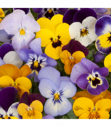 20 Pack Pansy Tray