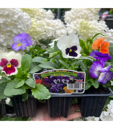 20 Pack Pansy Tray
